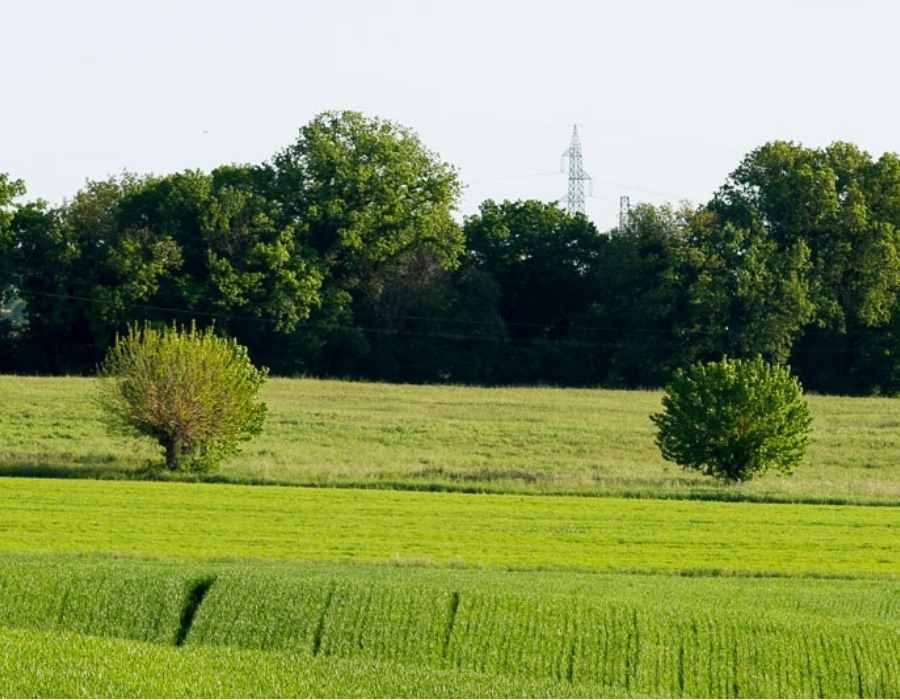 Campo verde coltivato tra gli alberi, il profitto non è l'unico obiettivo